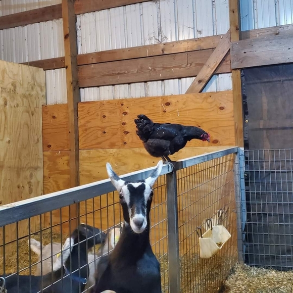 Meet your Posher, Evie - Picture 8 of 13